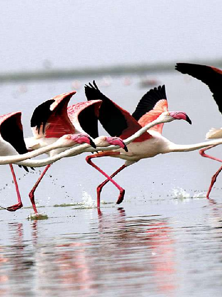 Nal Sarovar Bird Sanctuary